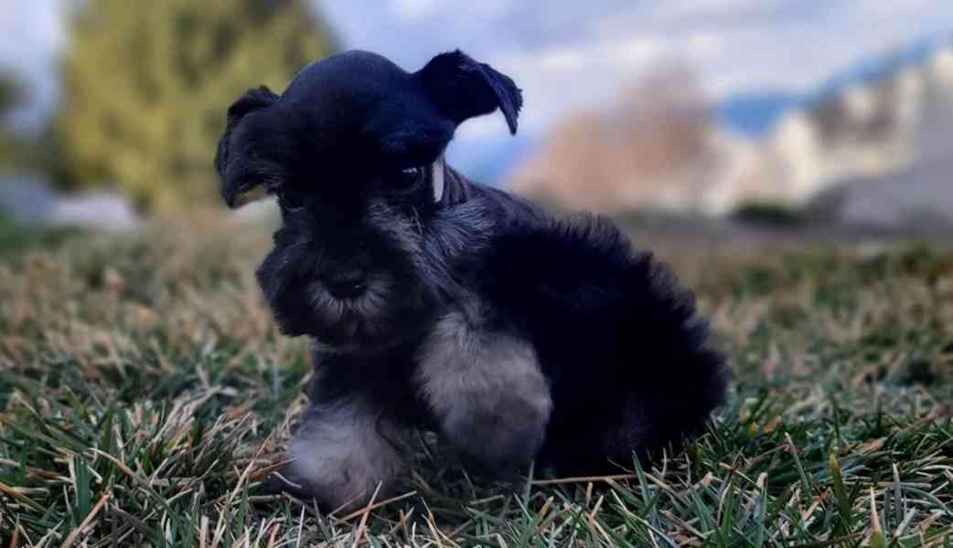 Štěňata miniaturního knírače - foto 3