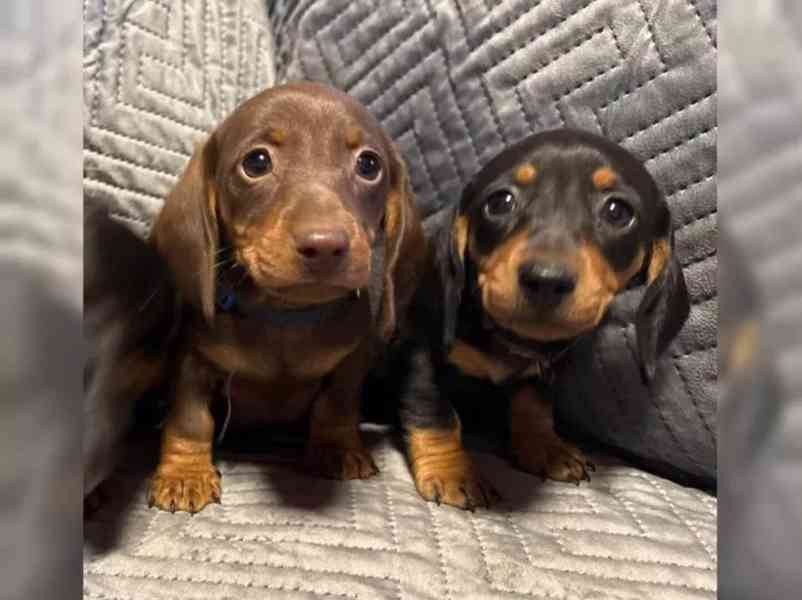 Jezevčík štěňata bez průkazu původu - foto 3