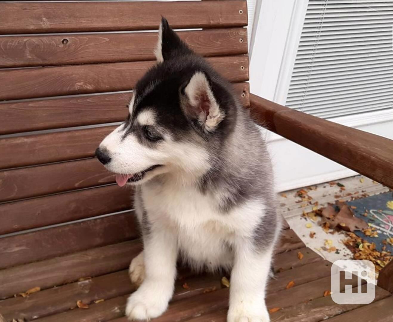 Sibiřský husky štěňata s PP - foto 1