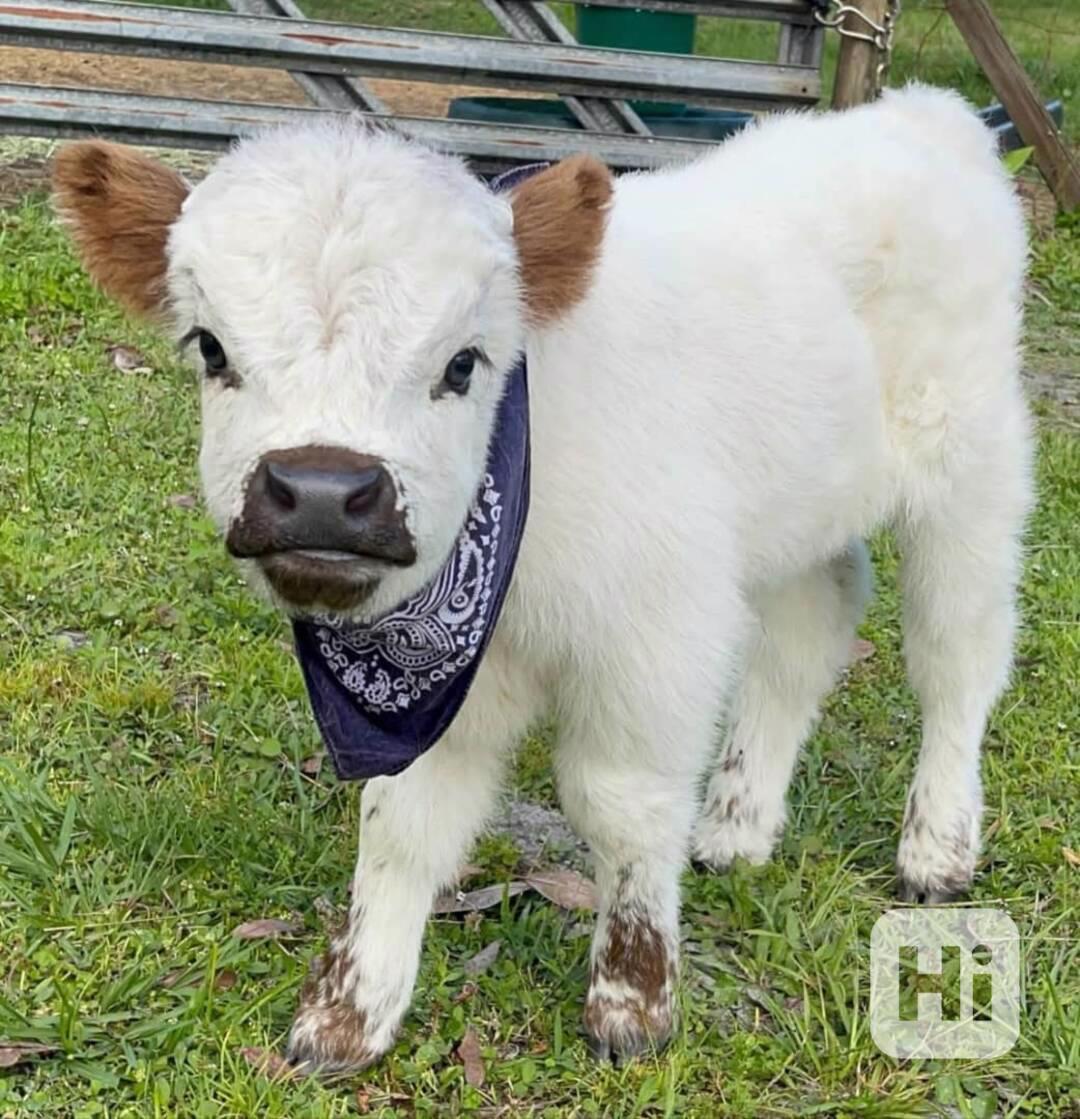 Hledám zdravé miniaturní krávy plemene Highland - foto 1
