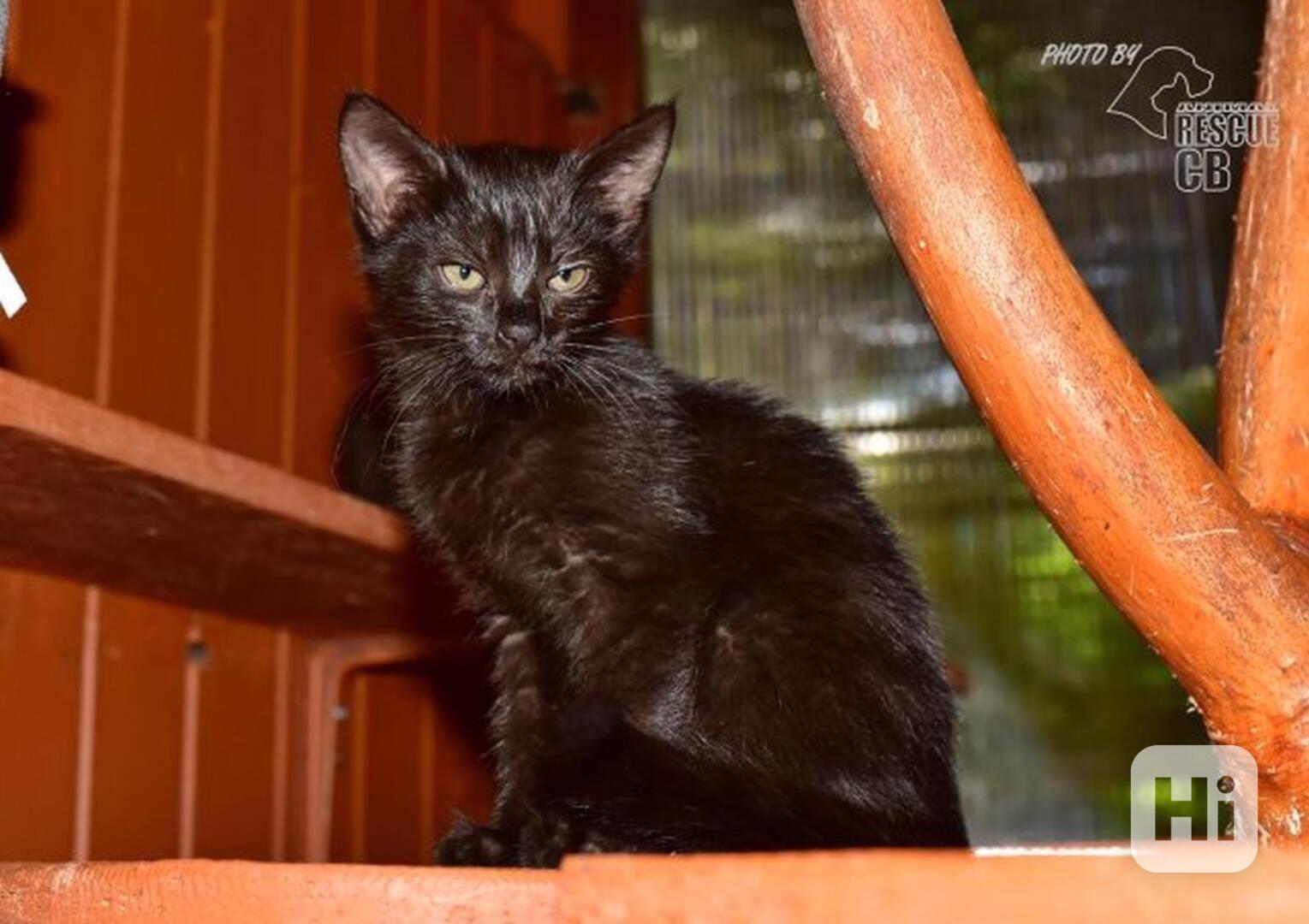 Darujeme nalezené kotě - foto 1