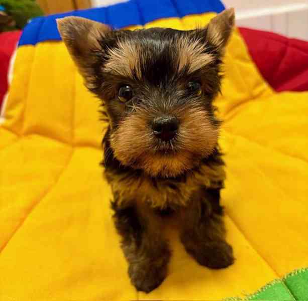 Jorkšírek s PP FCI k výběru - foto 2