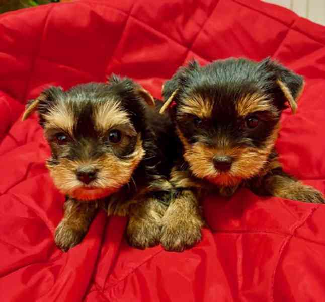 Jorkšírek s PP FCI k výběru - foto 3