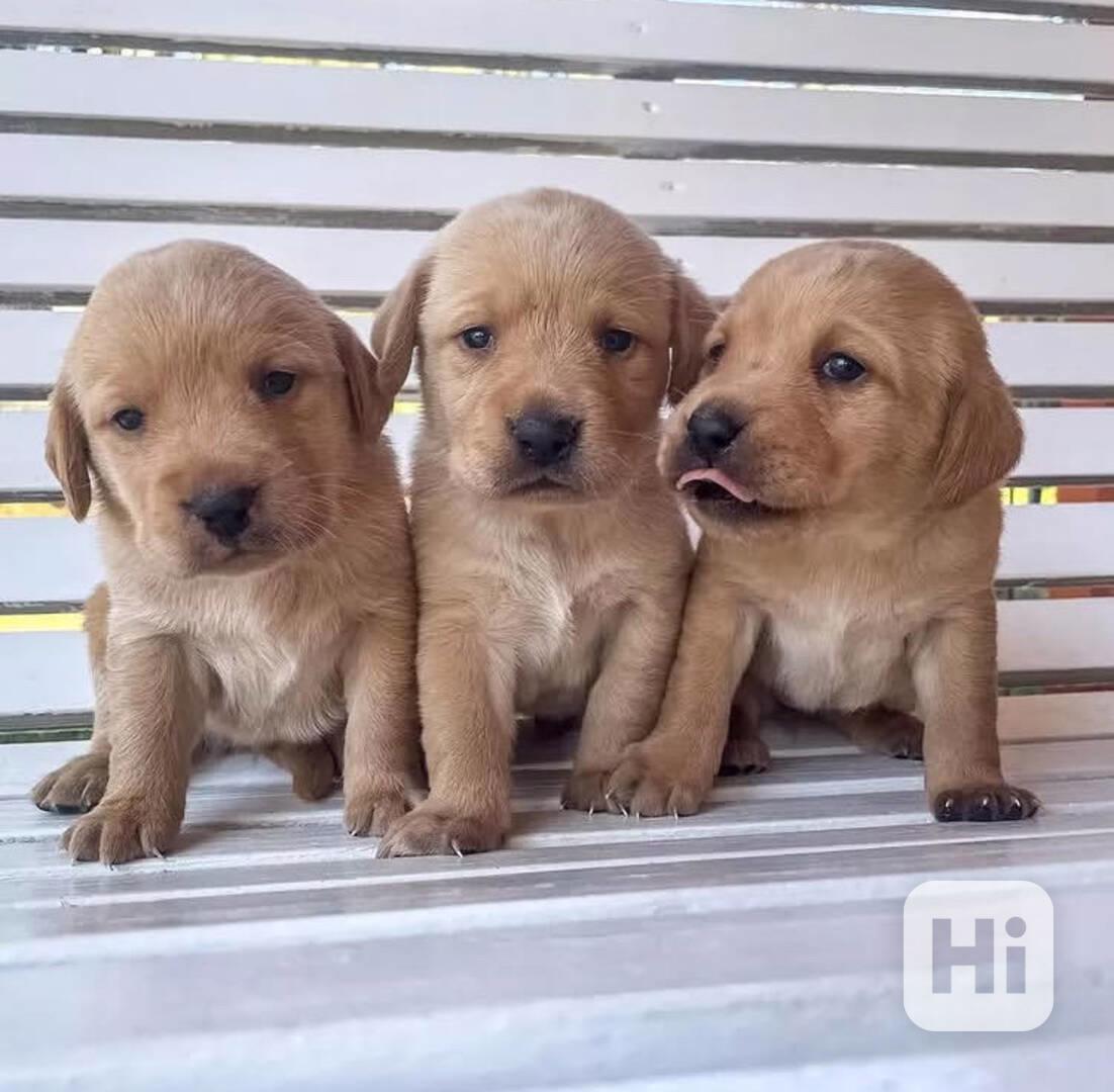 Štěňata labradorského rodokmenu - foto 1