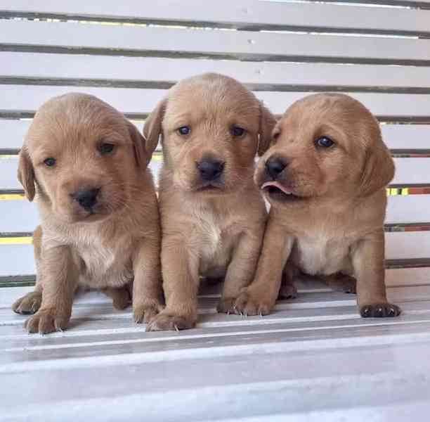 Štěňata labradorského rodokmenu - foto 1