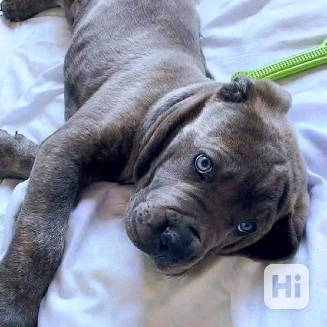 Samec a samice cane corso s modrýma očima - foto 1