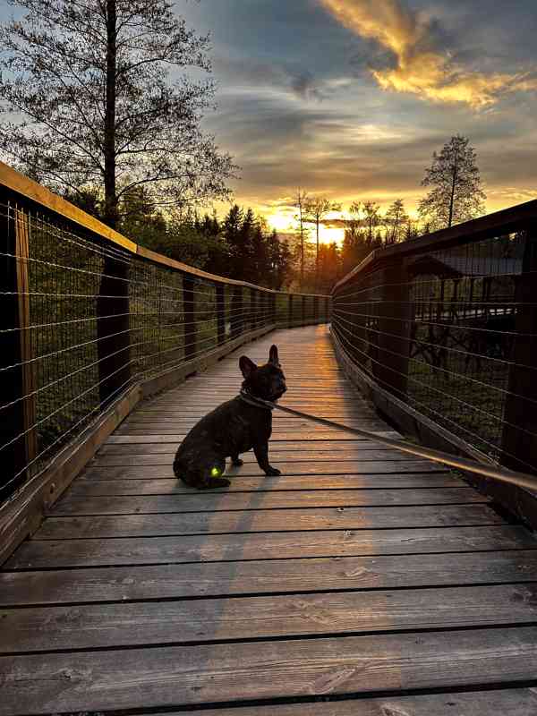 Krytí francouzský buldoček - foto 8