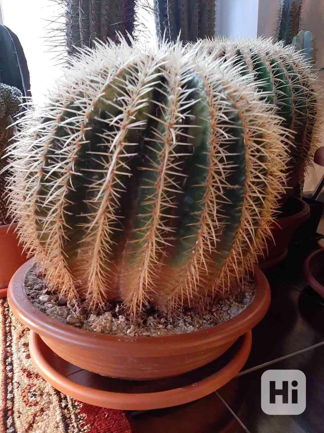 Kaktus  - foto 1