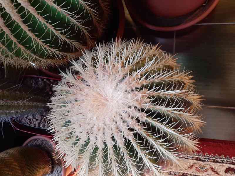 Kaktus  - foto 3