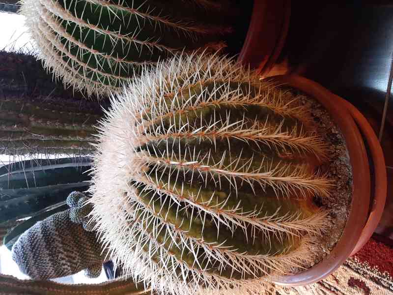 Kaktus  - foto 2