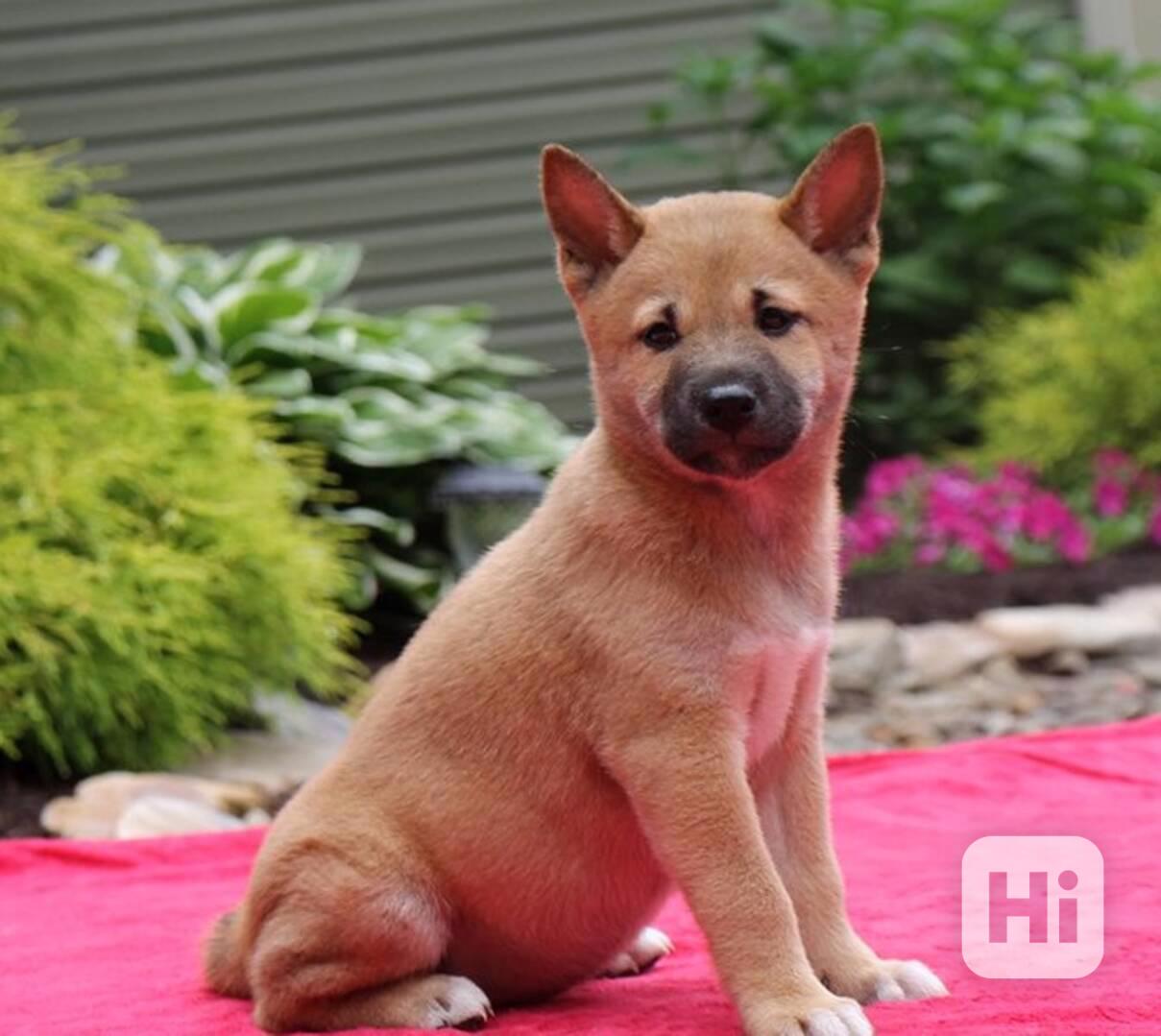 Štěňata Shiba Inu - foto 1