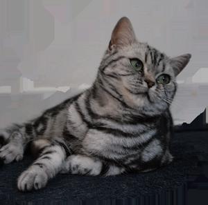 Britská whiskas koťátka (silver spotted, blotched tabby) - foto 2