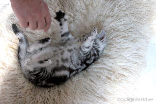 Britská whiskas koťátka (silver spotted, blotched tabby) - foto 3