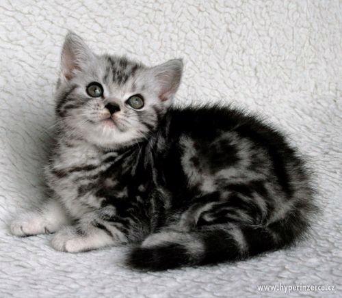 Britská whiskas koťátka (silver spotted, blotched tabby) - foto 4