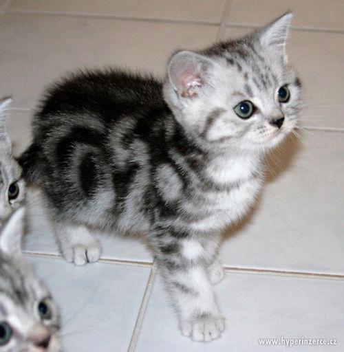 Britská whiskas koťátka (silver spotted, blotched tabby) - foto 6