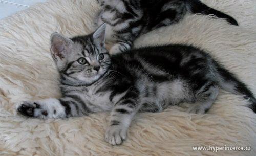 Britská whiskas koťátka (silver spotted, blotched tabby) - foto 7