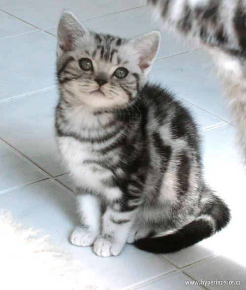 Britská whiskas koťátka (silver spotted, blotched tabby) - foto 8
