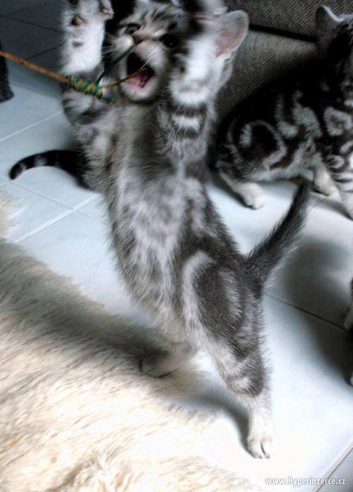 Britská whiskas koťátka (silver spotted, blotched tabby) - foto 11