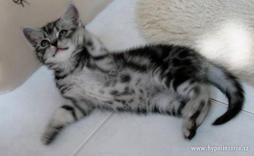 Britská whiskas koťátka (silver spotted, blotched tabby) - foto 13