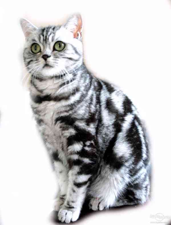 Britská whiskas koťátka (silver spotted, blotched tabby) - foto 14