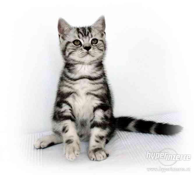 Britská whiskas koťátka (silver spotted, blotched tabby) - foto 15