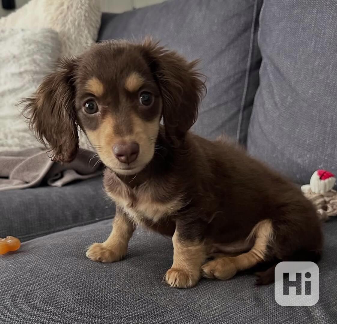 štěně jezevčíka k adopci - foto 1