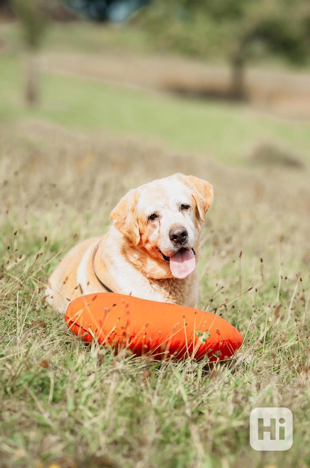 MERLIN - Labrador 32 kg - kastrovaný pes cca 7 let - foto 1