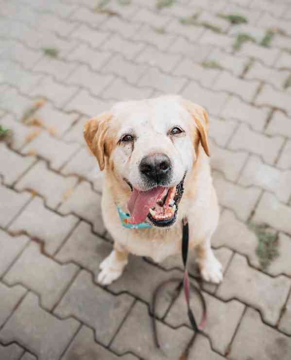 MERLIN - Labrador 32 kg - kastrovaný pes cca 7 let - foto 5