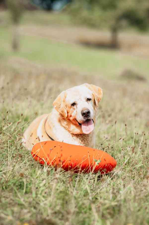 MERLIN - Labrador 32 kg - kastrovaný pes cca 7 let - foto 1