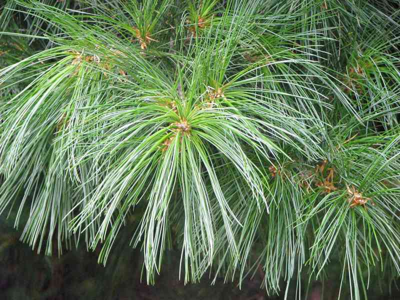 Borovice armandova (Pinus armandii) - 40 cm - foto 1