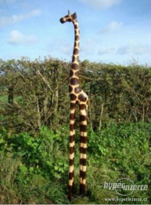 Dřevěná žirafa o vel. 2 metry - foto 1