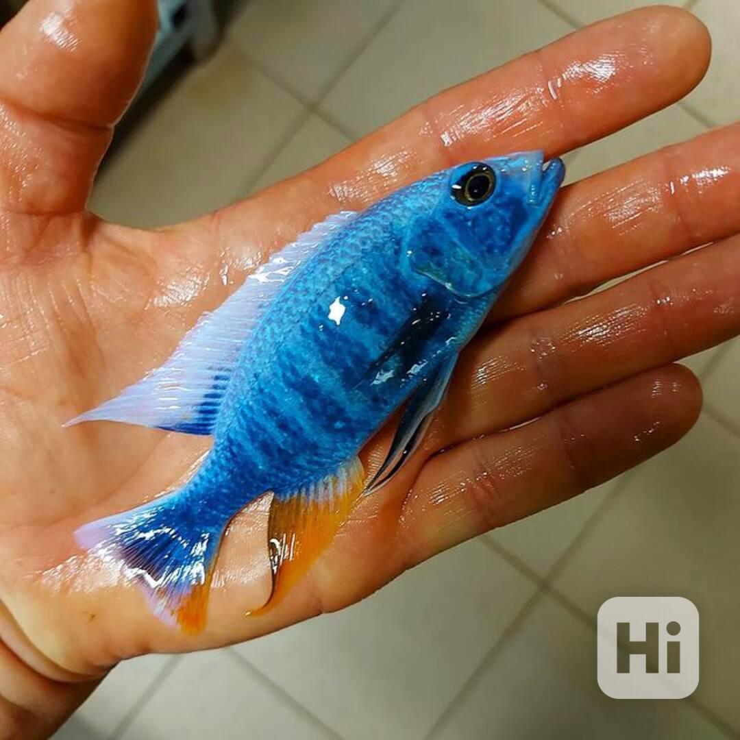 Největší výběr afrických cichlid na jihu Čech - foto 1