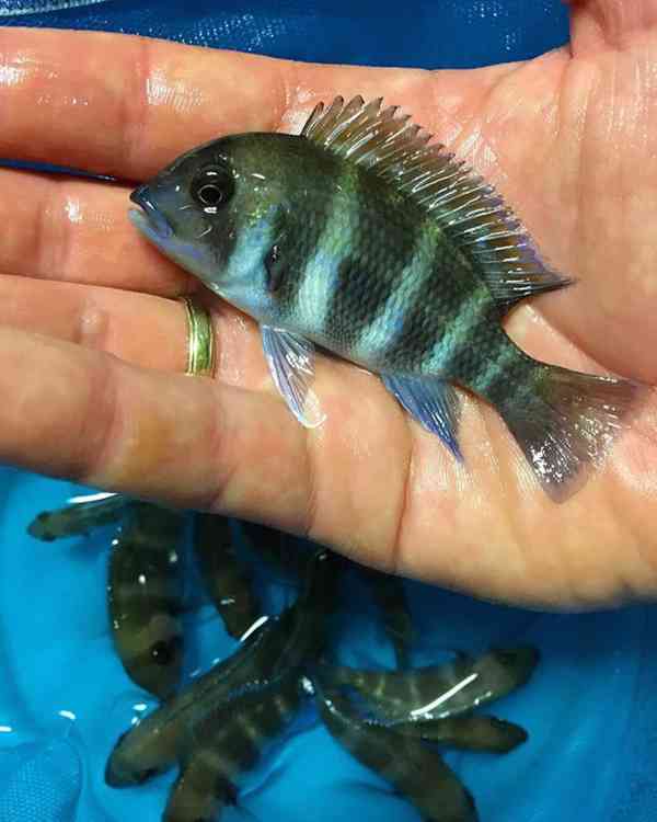 Největší výběr afrických cichlid na jihu Čech - foto 9