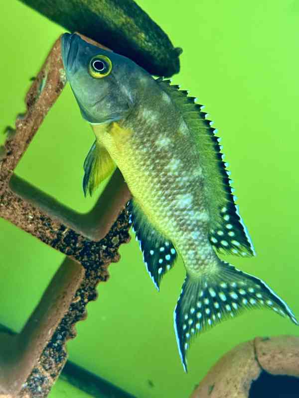 Největší výběr afrických cichlid na jihu Čech - foto 8