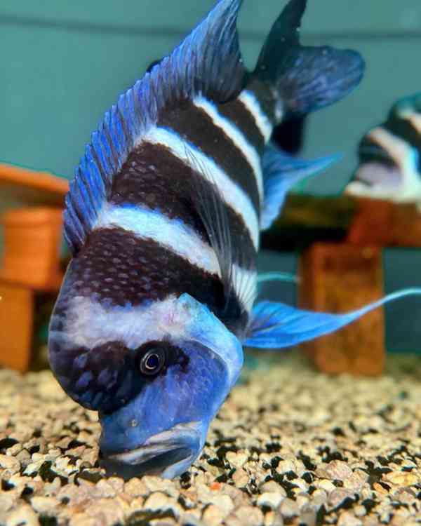 Největší výběr afrických cichlid na jihu Čech - foto 11