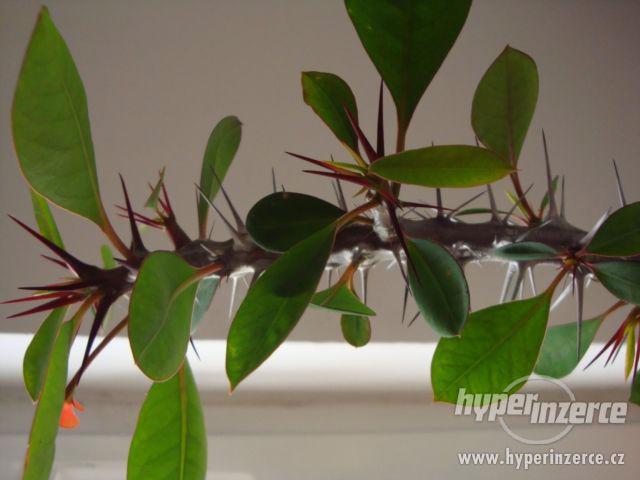 Trnová koruna - Euphorbia mili - foto 1