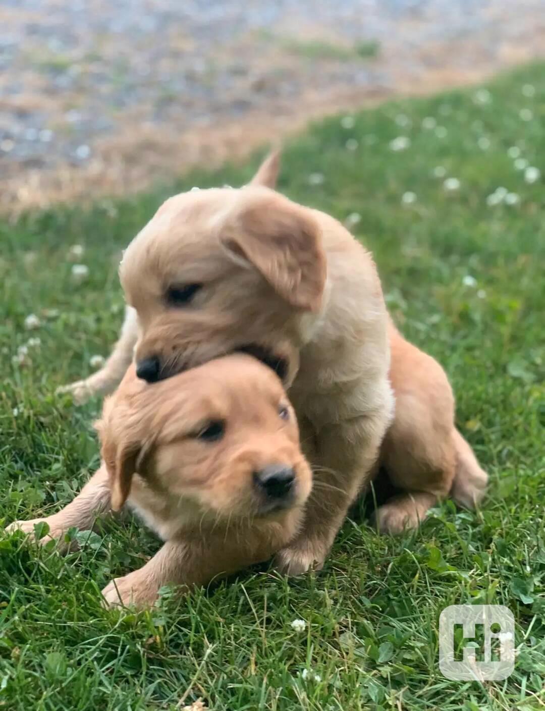 Imádnivaló golden retriever kölykök - foto 1