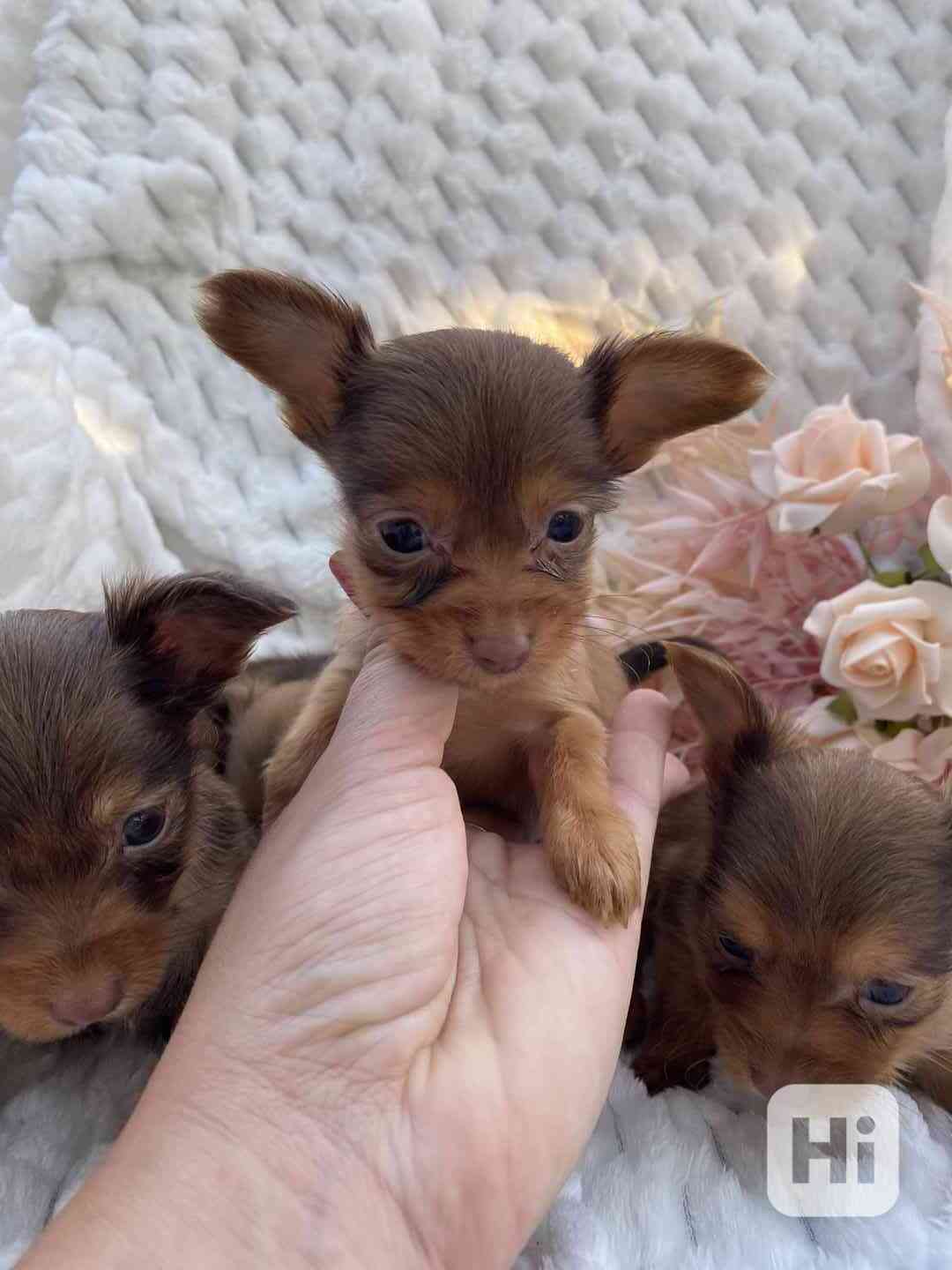 Miniaturní štěně toy teriéra, jako yorkie, toy pudl - foto 1