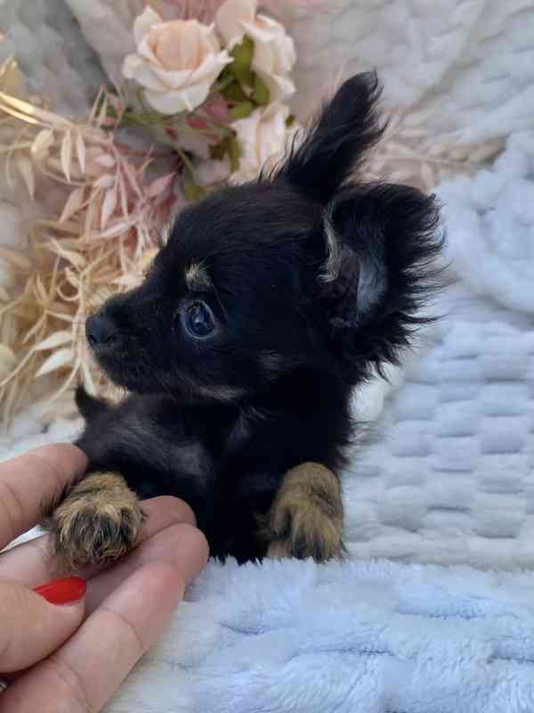 Miniaturní štěně toy teriéra, jako yorkie, toy pudl - foto 6