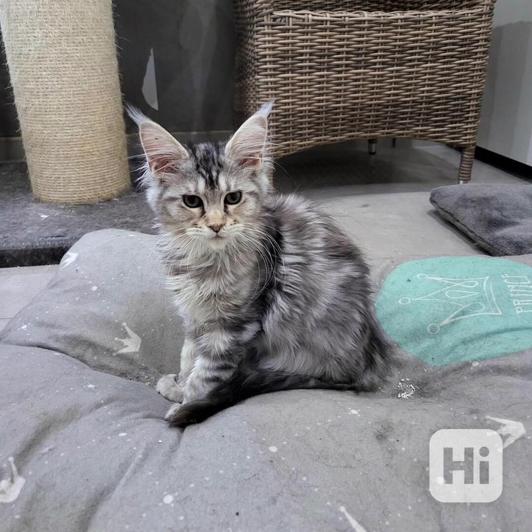 Rozkošná, malá koťátka Mainské mývalí koťátka k dispozici s  - foto 1