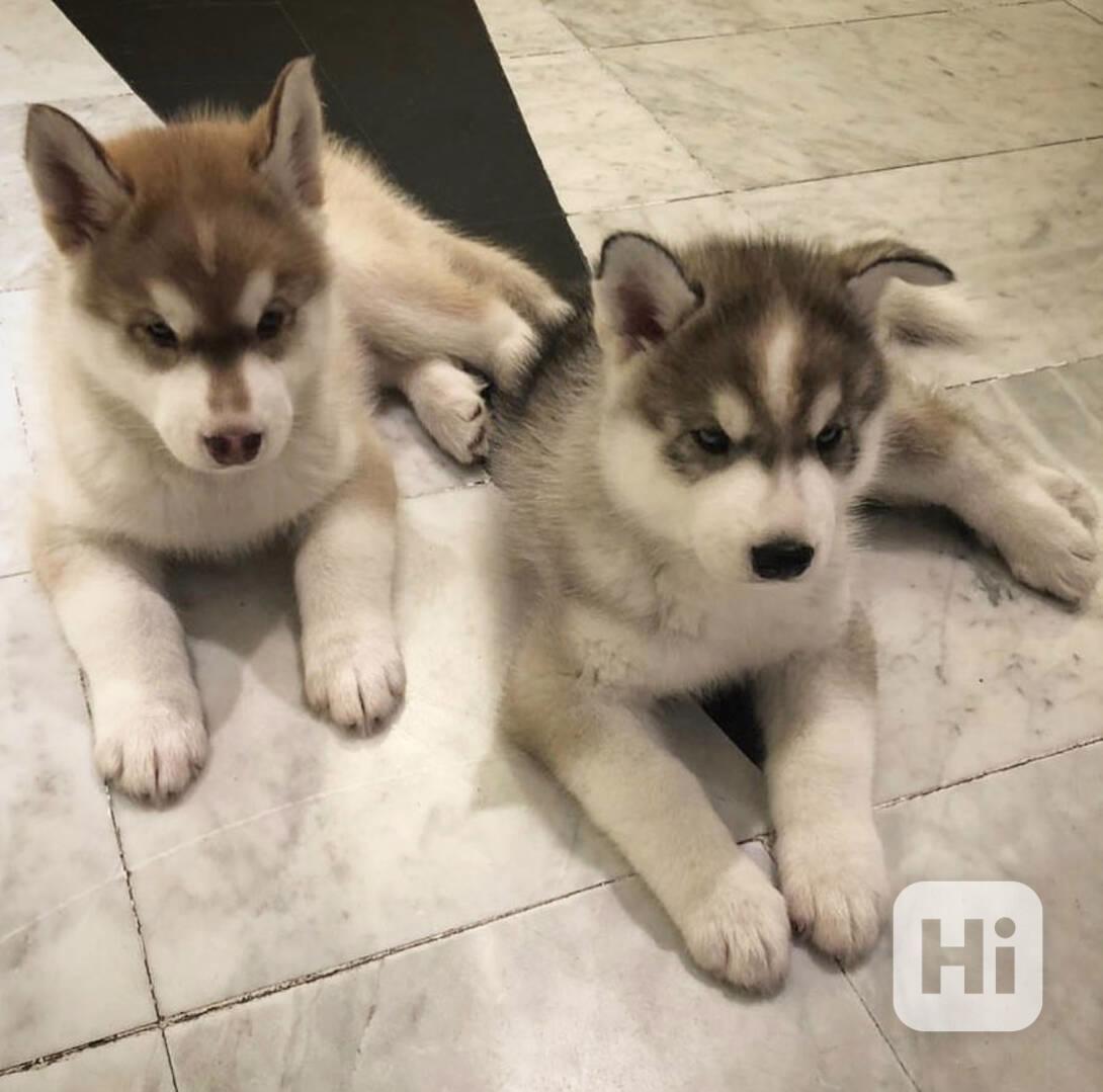 štěňata huskyho připravená - foto 1