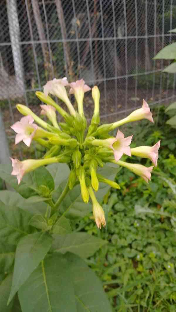 Samsoun orient tabák semínka - foto 2