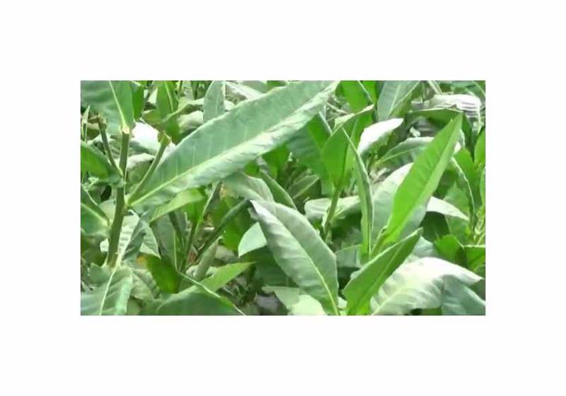 Samsoun orient tabák semínka - foto 5