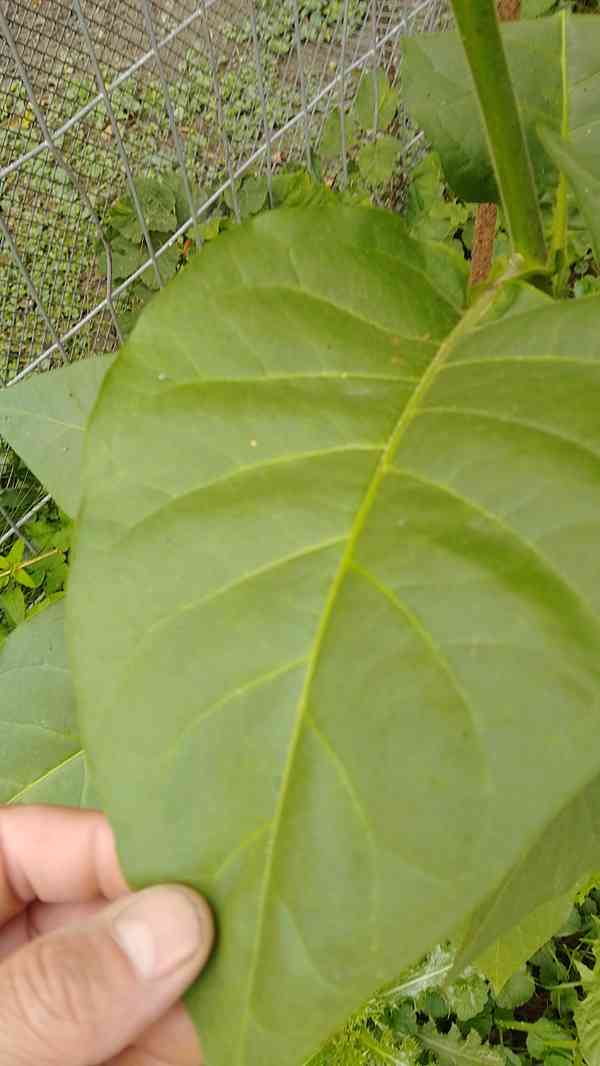 Samsoun orient tabák semínka - foto 3