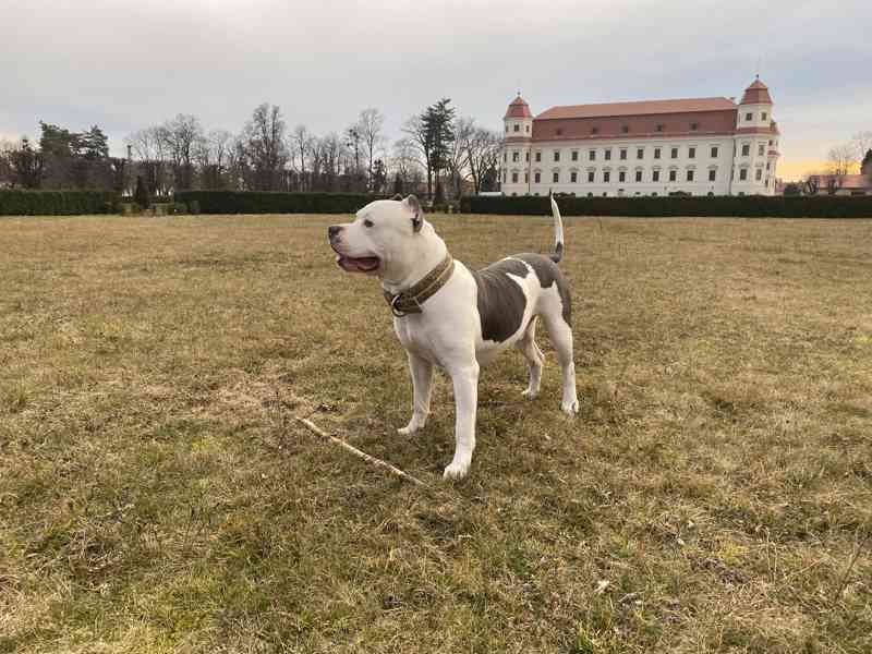 Krytí American Bully XL - TOP rodokmen - foto 9