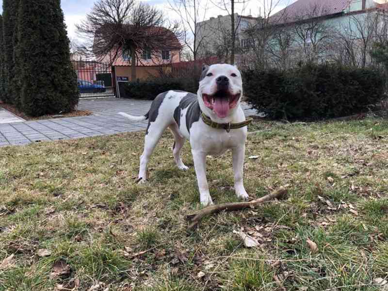 Krytí American Bully XL - TOP rodokmen - foto 7