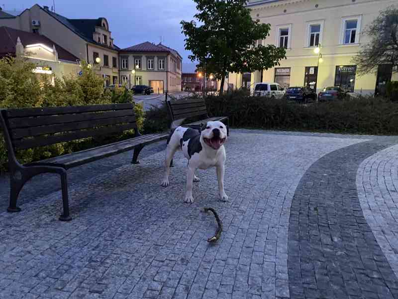 Krytí American Bully XL - TOP rodokmen - foto 2