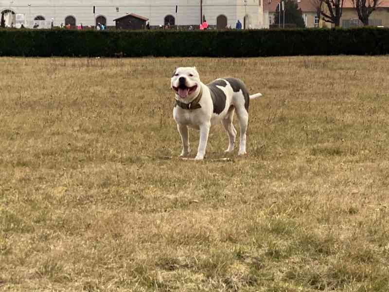 Krytí American Bully XL - TOP rodokmen - foto 8