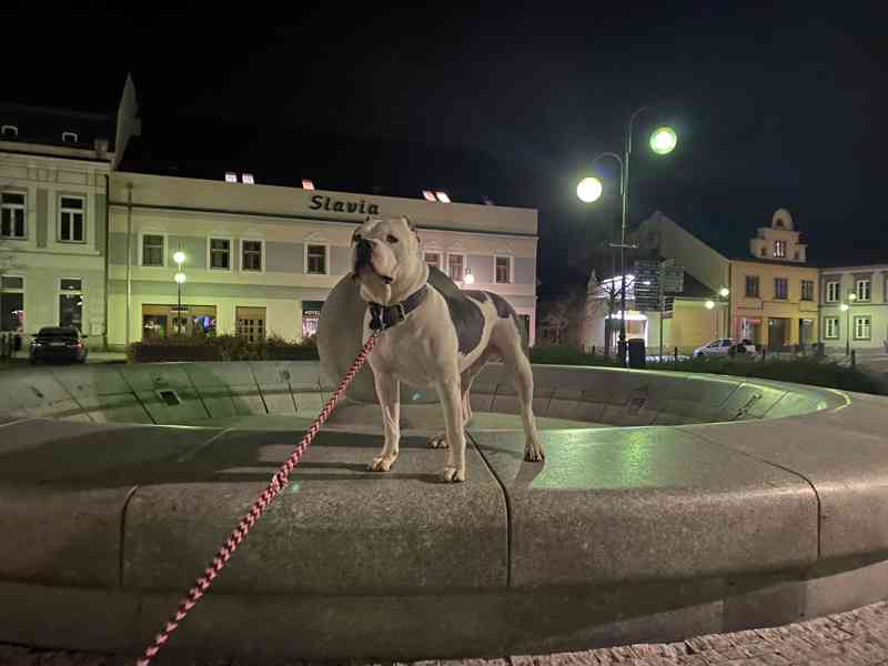 Krytí American Bully XL - TOP rodokmen - foto 6