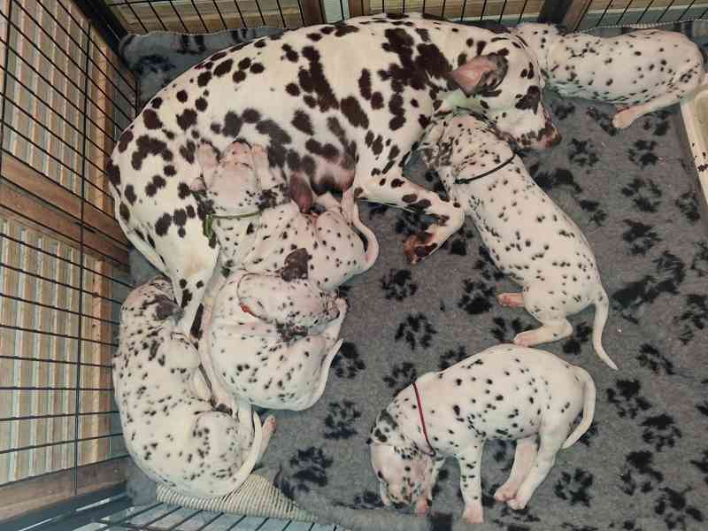 Dalmatin  - foto 2
